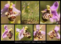 Ophrys-stavri2